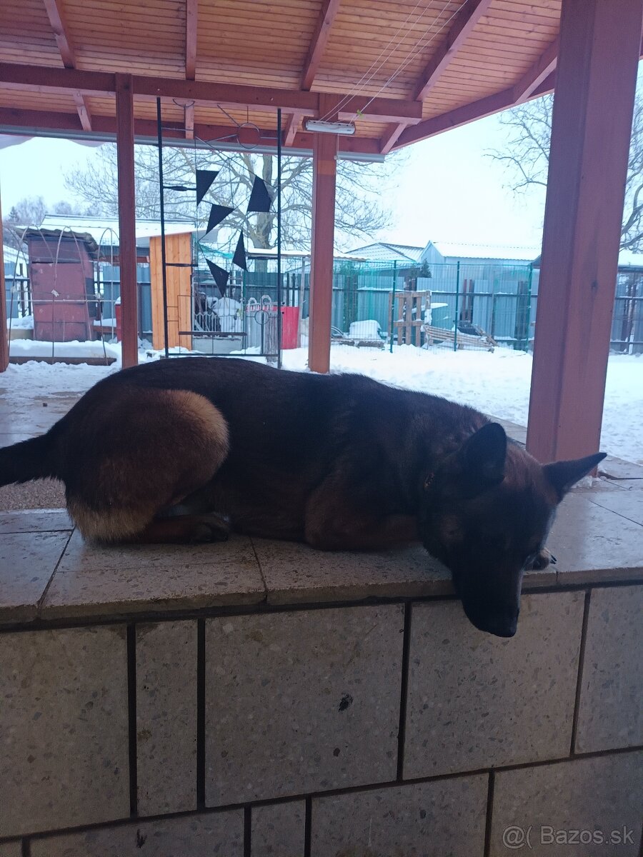 Belgický ovčiak - 2