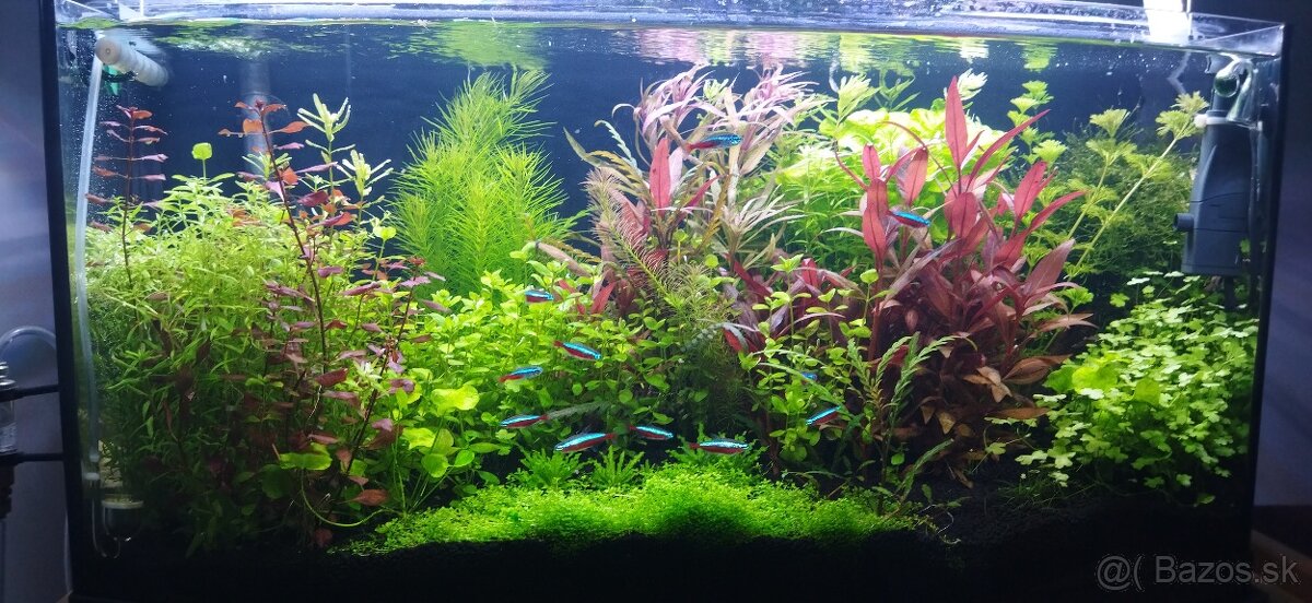Predám ,rozpredám akvarium - 2