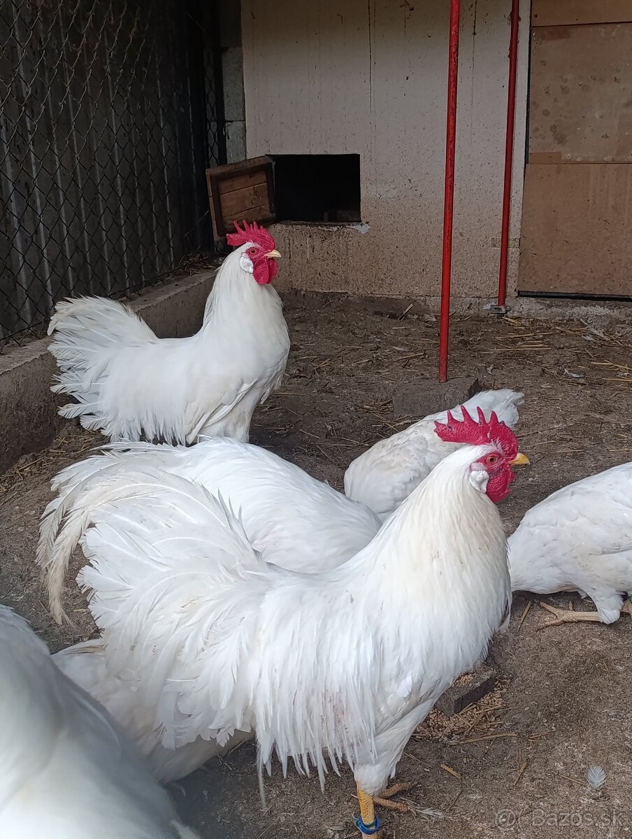 Leghorn kuriatka - 2