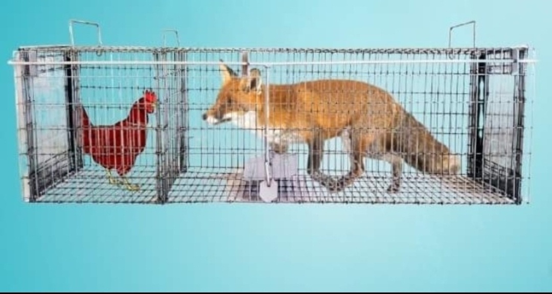 Predám pascu na líšky - 2