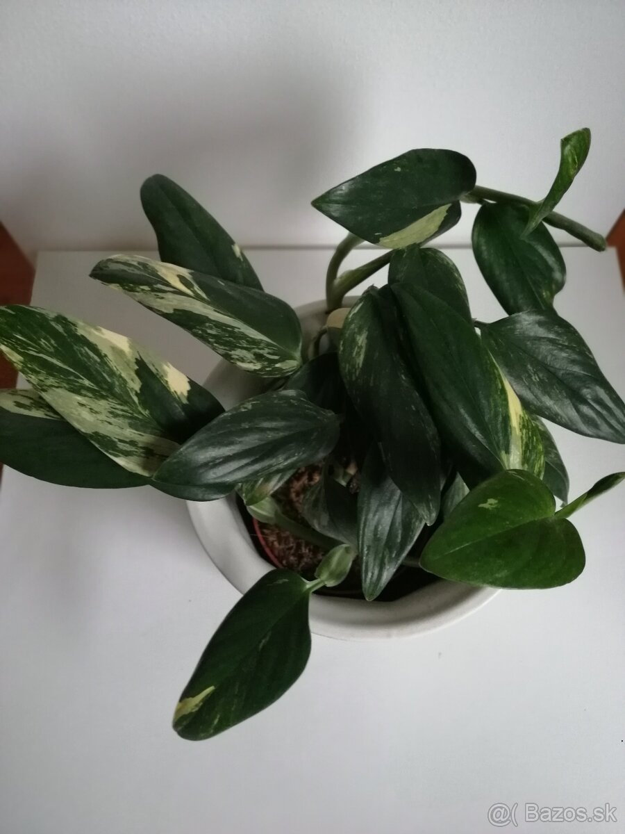 Monstera Lechleriana variegata, krasna rastlinka. - 2