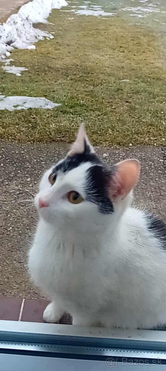 Darujem 2 mač̣ič̣ky - 2