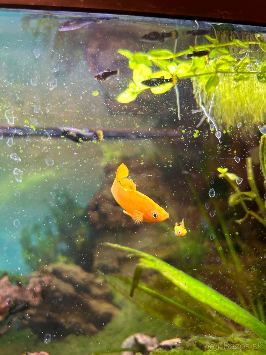 Darujem živorodky - 2