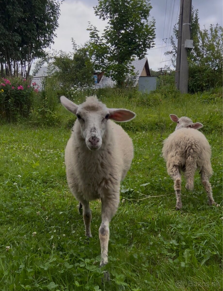 Ovce ( ovečka a baran ) na predaj - 2