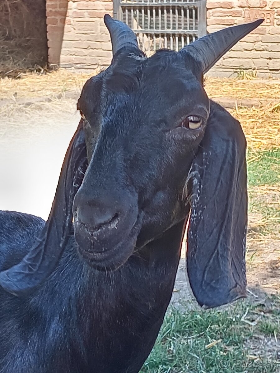 Anglonubijska koza a cap - 2