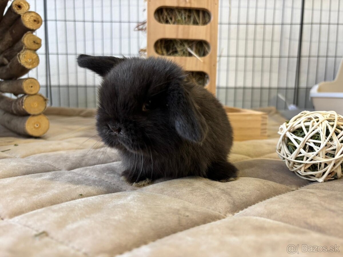 Ponúkame na rezerváciu minilop zajačikov, králičkov, zajacov - 2