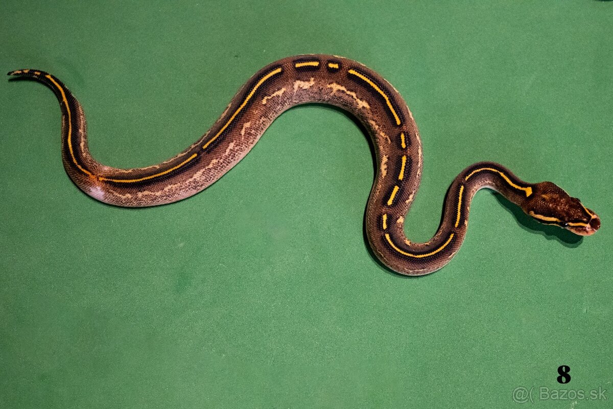 Pytón kráľovský/ Python regius - 2