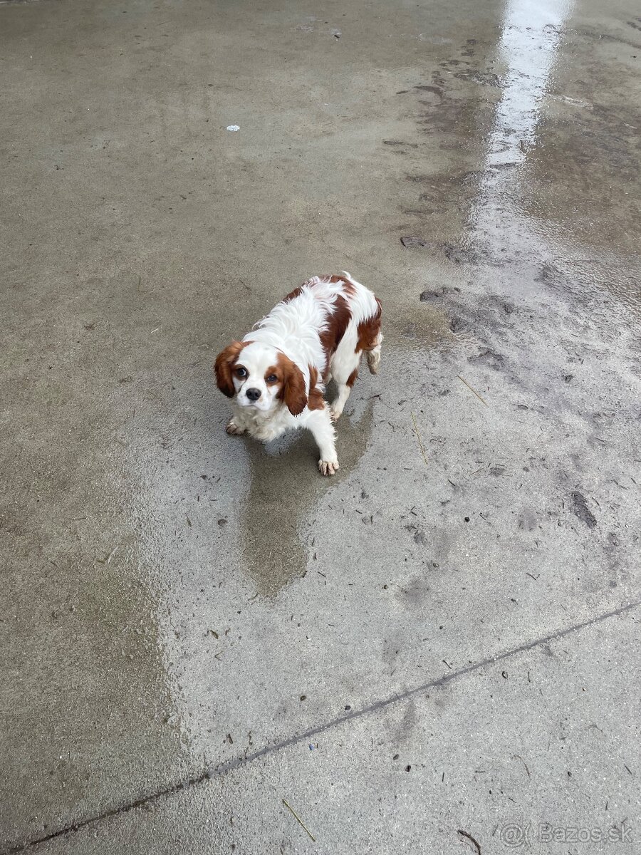 Kavalier King Charles Spaniel - 2