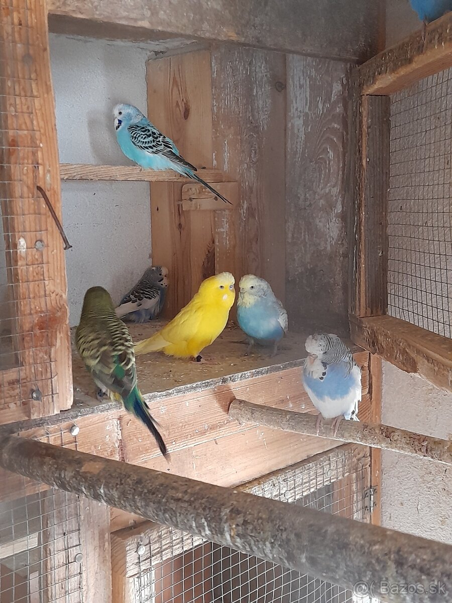 Andulky mlade 2025 - 2