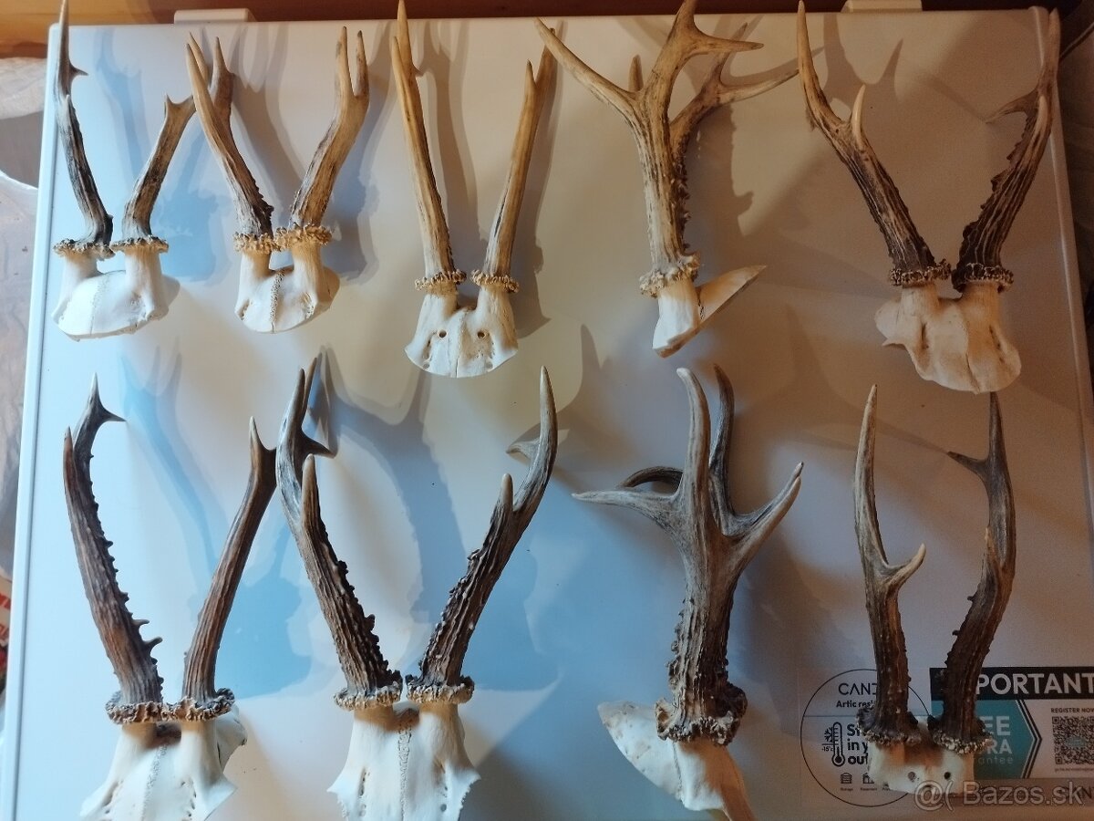 Srnčie trofeje a zhody - 2