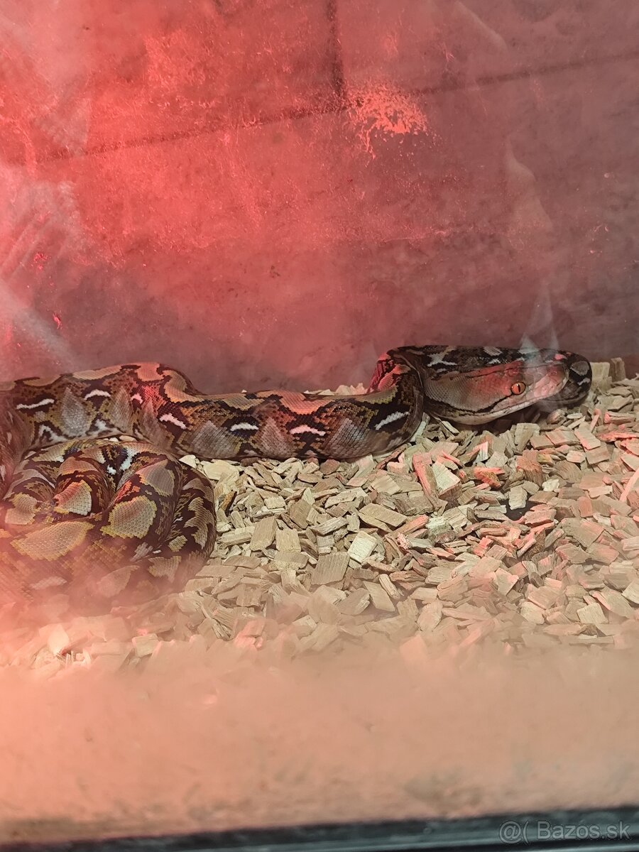 Malayopython reticulatus - 2