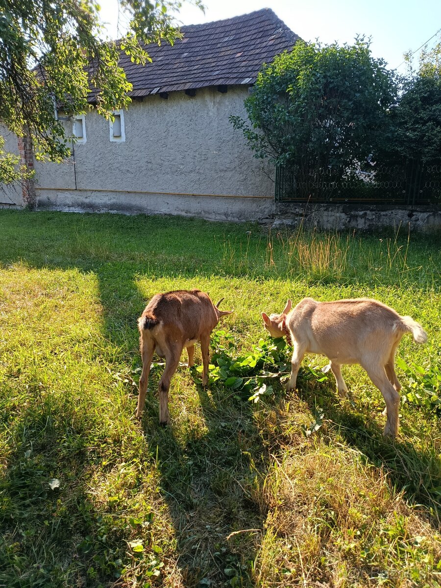 Predám kozy - 2