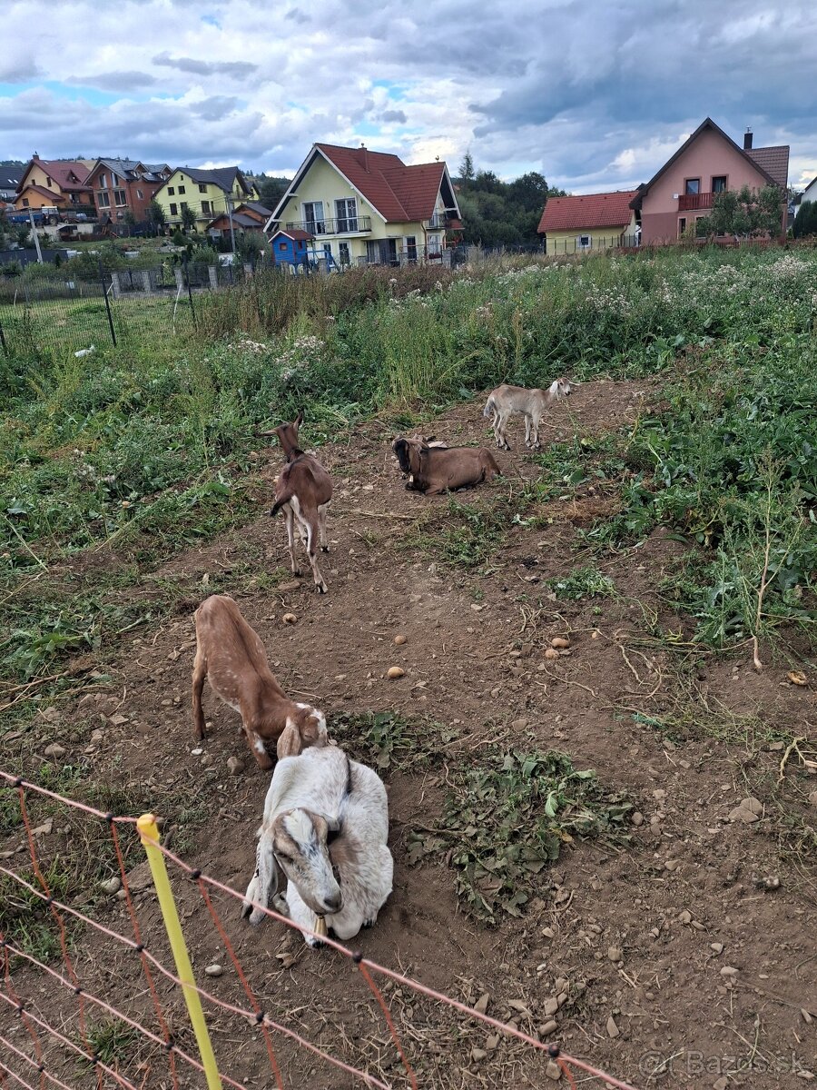 Predám kozy - 2