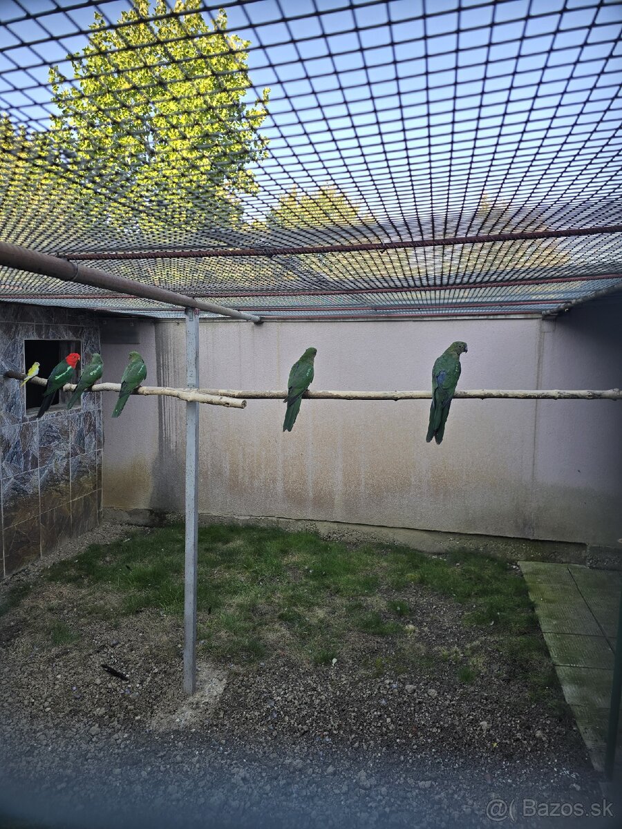 Papagáj kráľovský. - 2