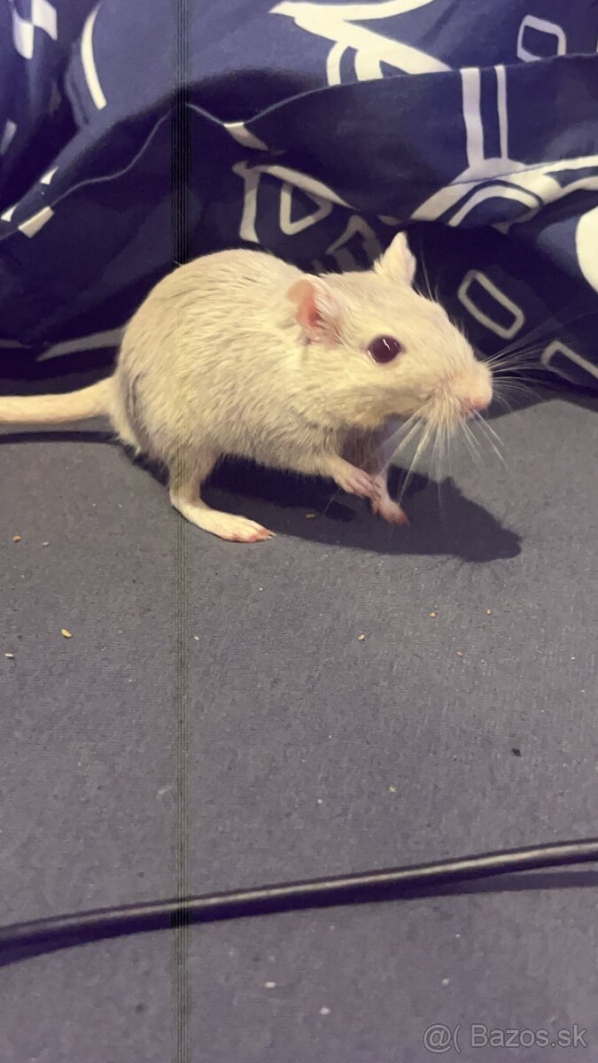 🐹 Darujeme mláďatá pieskomilov (odber o 3–4 týždne) - 2