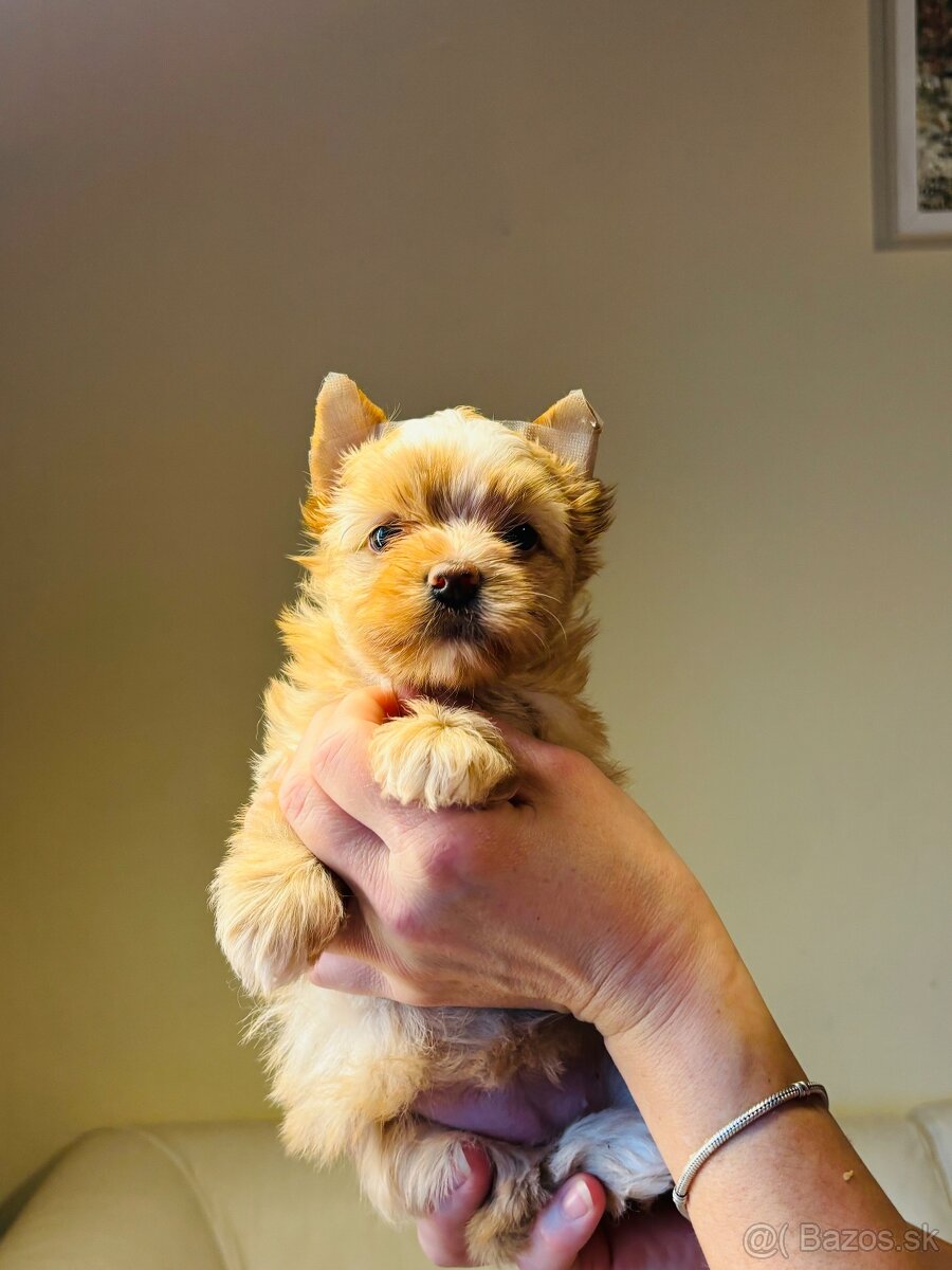 Golddust s PP, Yorkshire s PP, York - 2