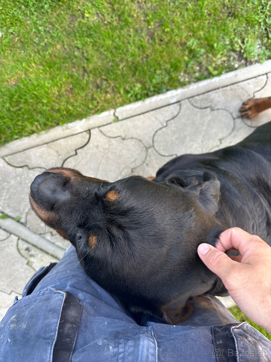 Ponúkam rotvajlera na krytie - 2