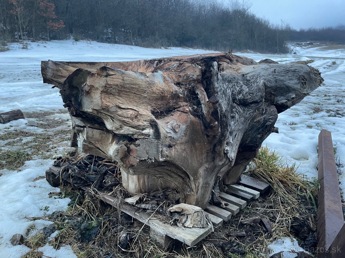 Orechový koreň - 2