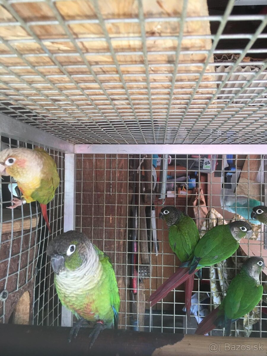 Pyrura zelenolíca - 2