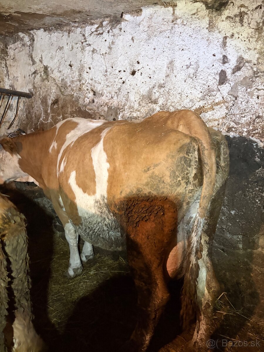 Predám kravu po otelení - 2