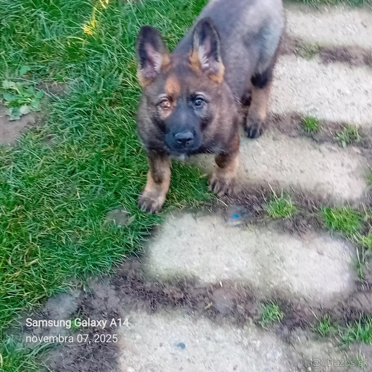 Nemecký ovčiak - 2