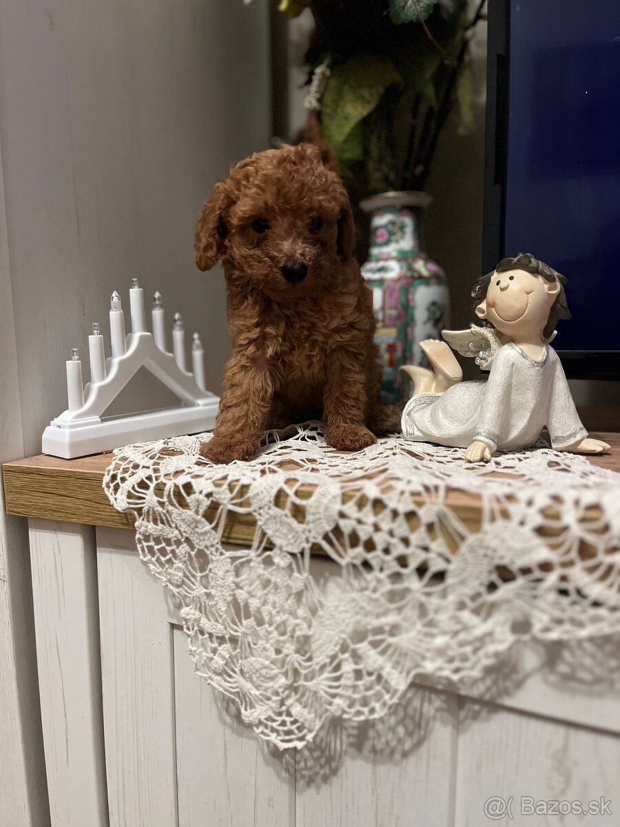 Pudel toy Red ultra mini - 2