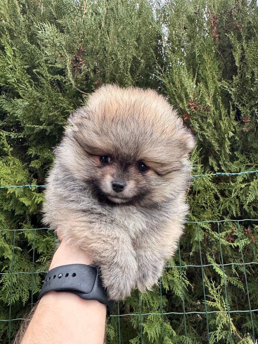Špic Pomeranian fenka - 2
