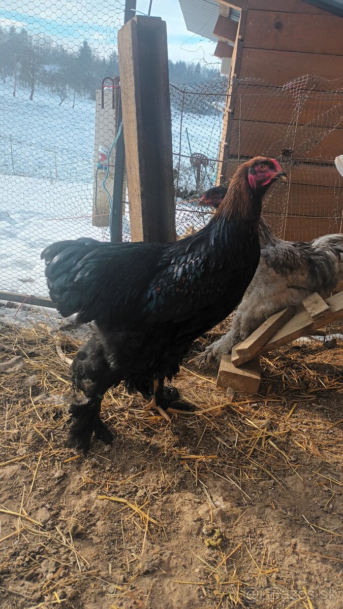 Brahmanka kohúty - 2