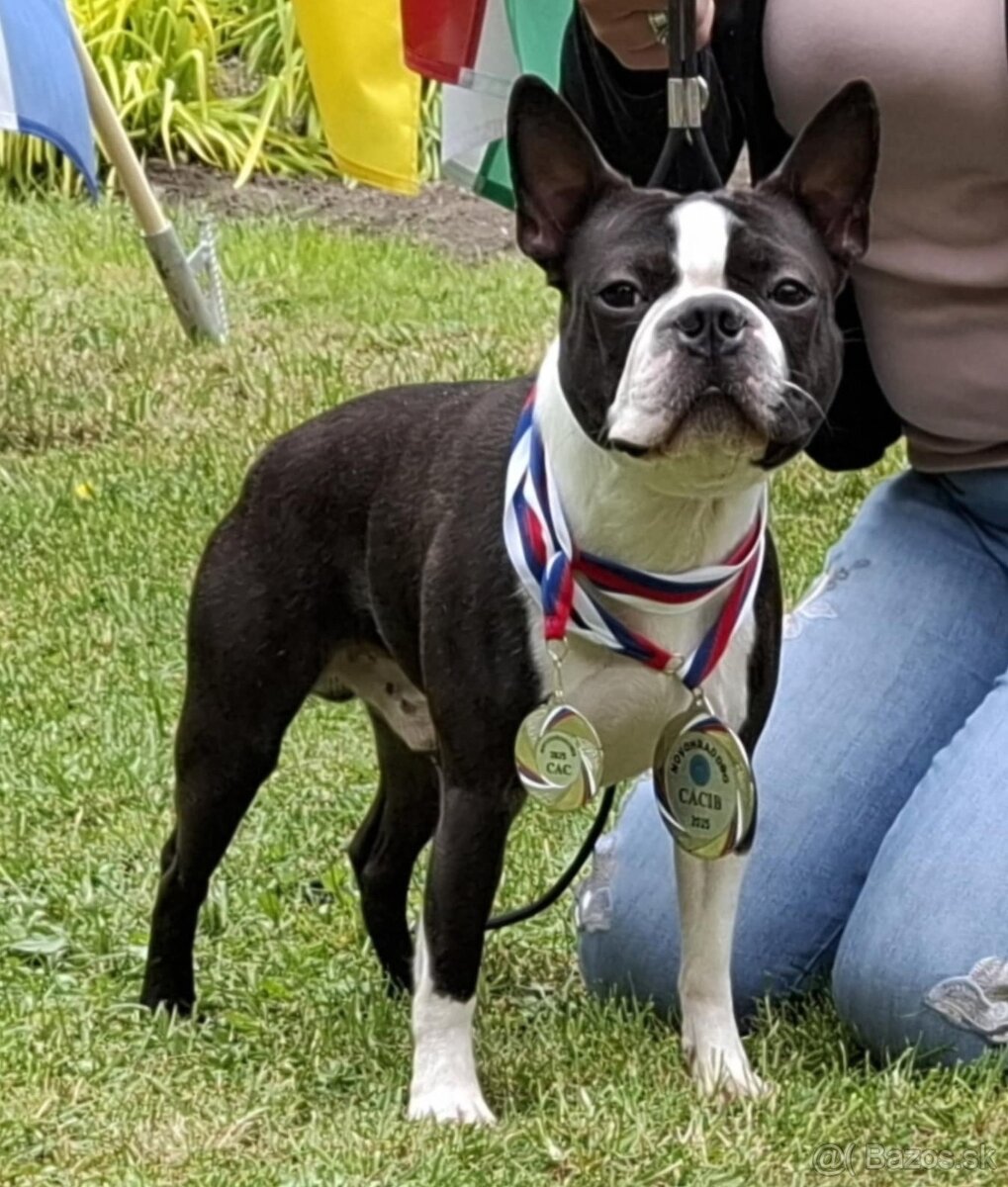 Boston,Bostonský teriér,Boston Terrier s PP - krytie - 2