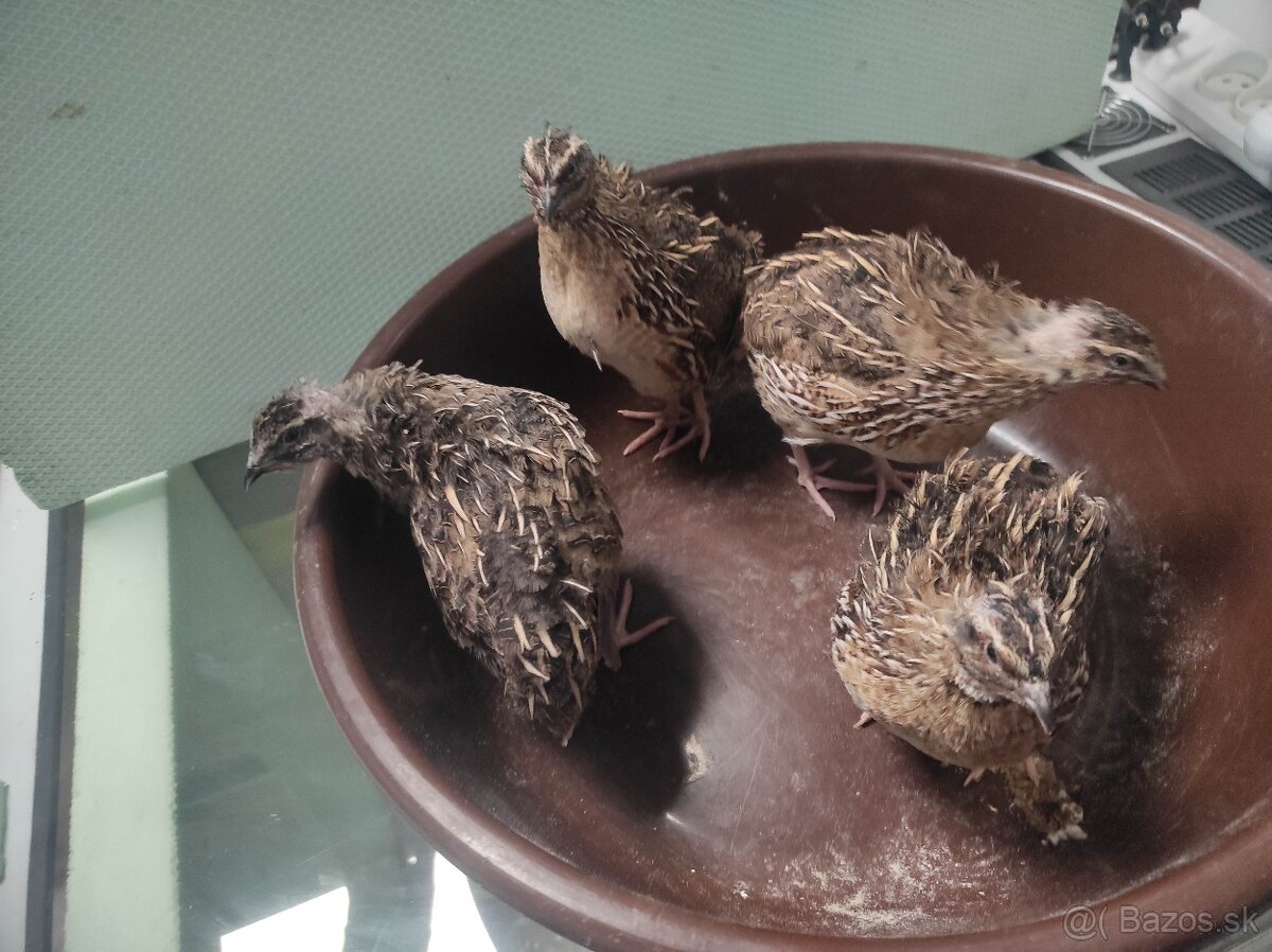 kohutiky prepelice - 2