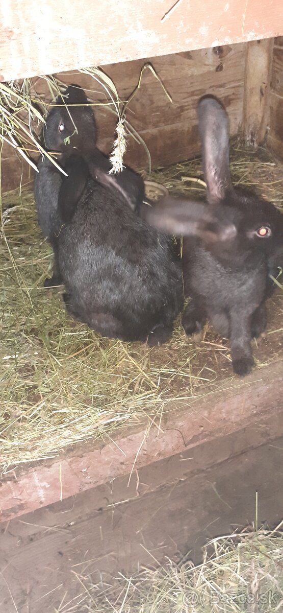 Ptedam mäso z mladych kralikov - 2