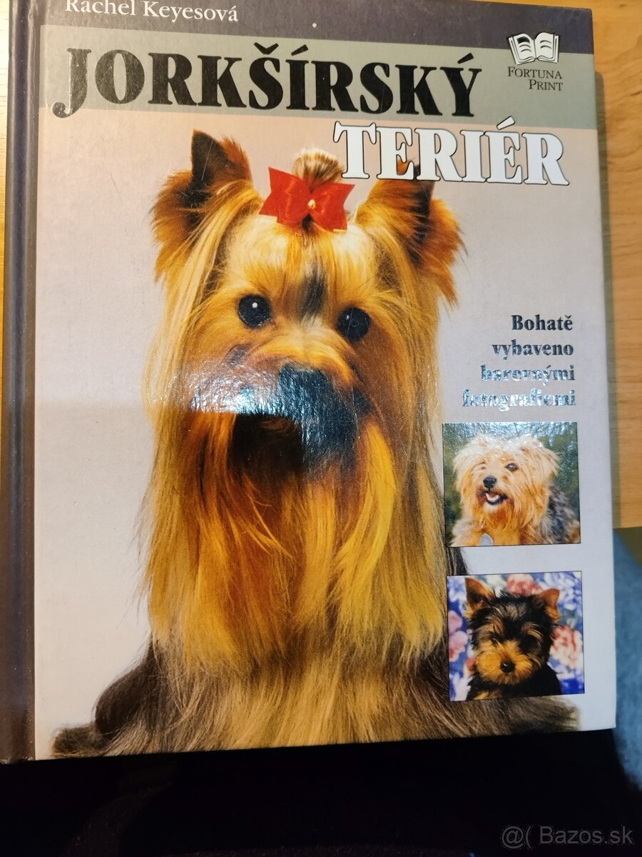 yorshirsky terier - 2