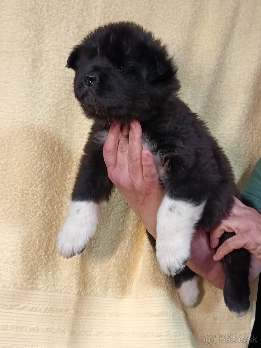 prodám Štěňata Americká Akita s PP - 2