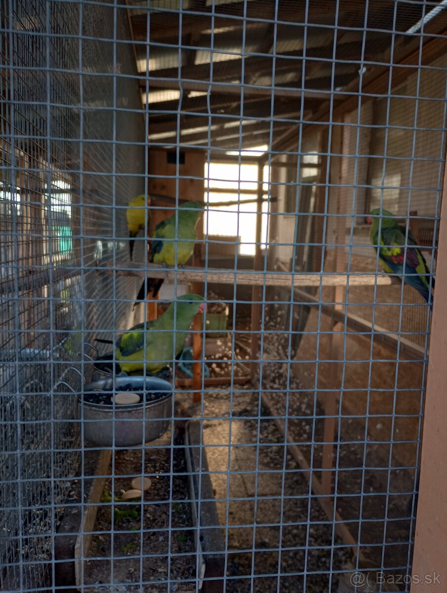 Predám papagáje horské - 2