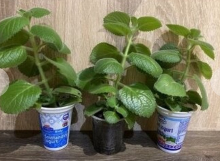 Nadchovnik, Rymovnik - Mexicky eukalyptus - 2