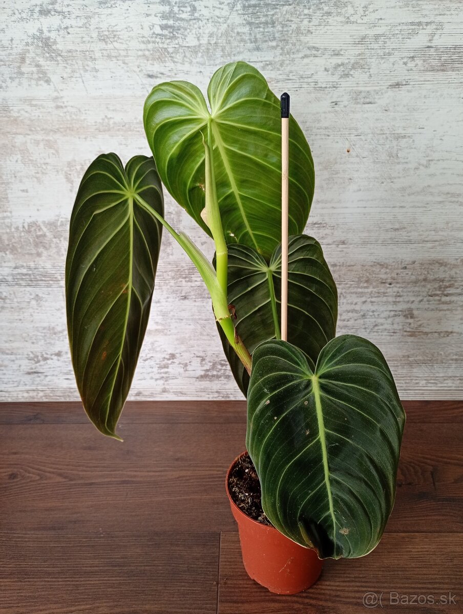 Philodendron melanochrysum - 2