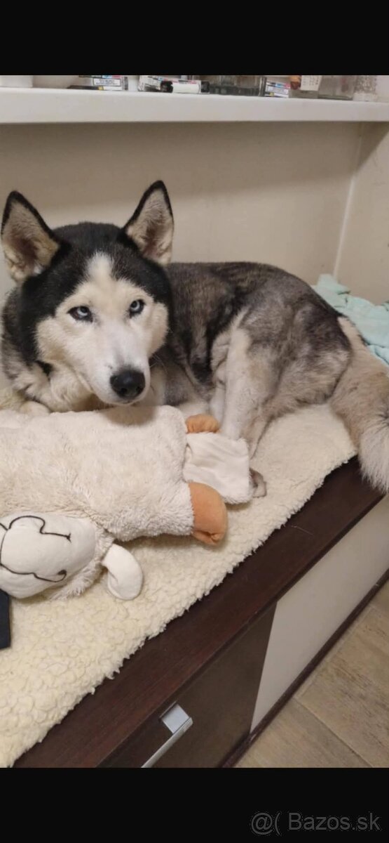 Husky - 2