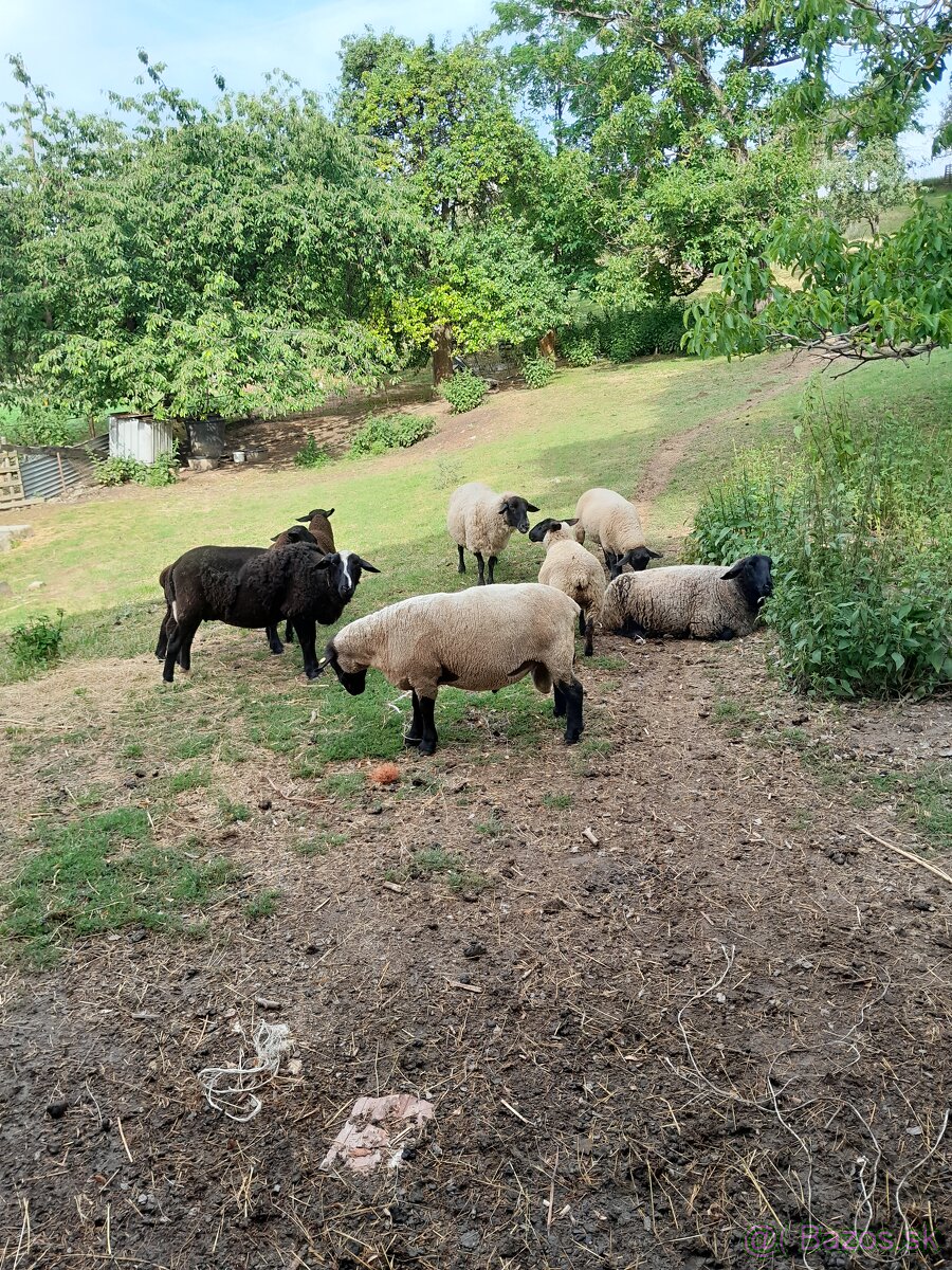 Suffolk - 2