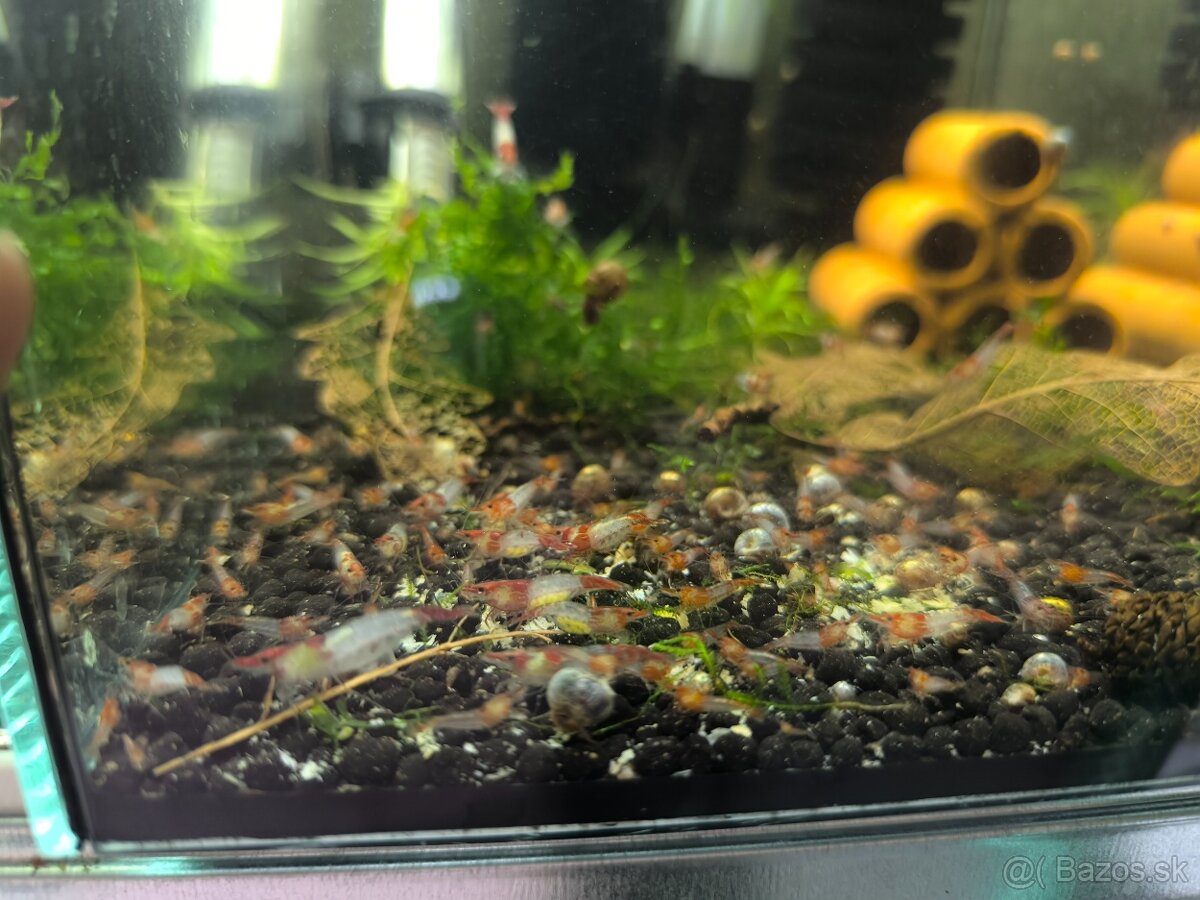 Neocaridina - 2