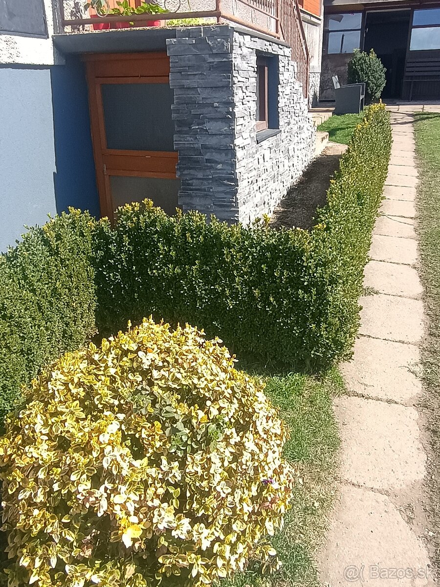 Krušpan vždy zelený Buxus - 2