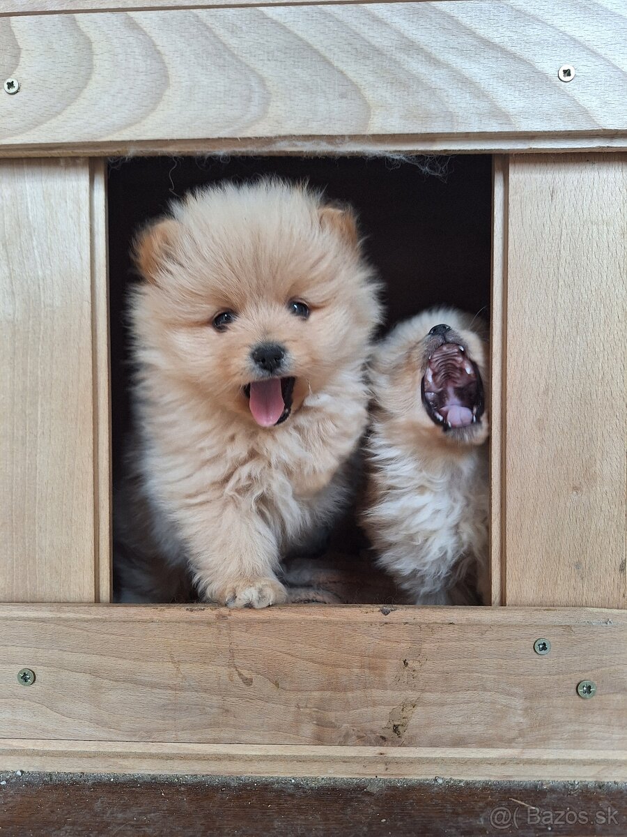 Pomeranian,pomerian, špic - 2