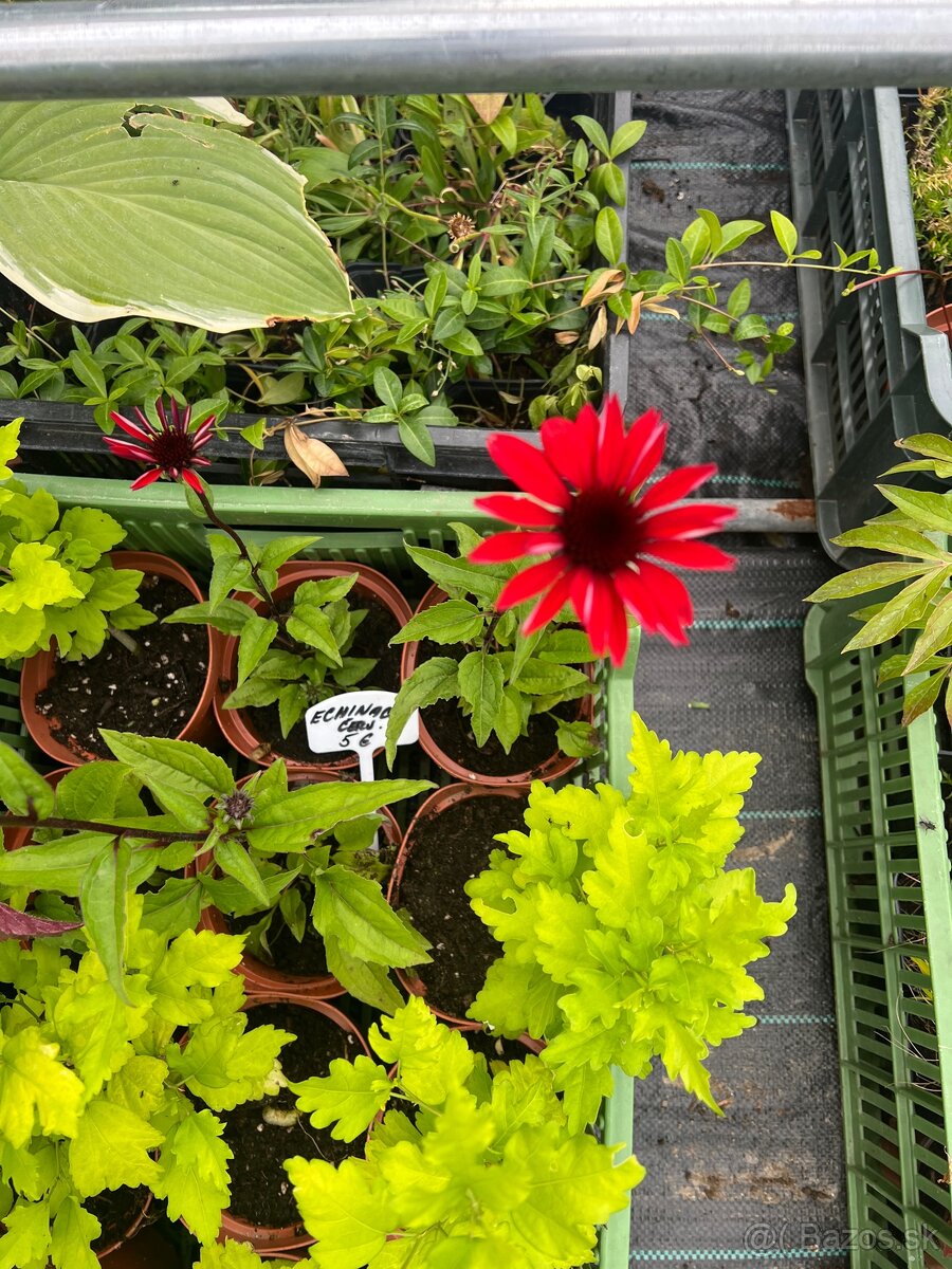Echinacea červená - 2
