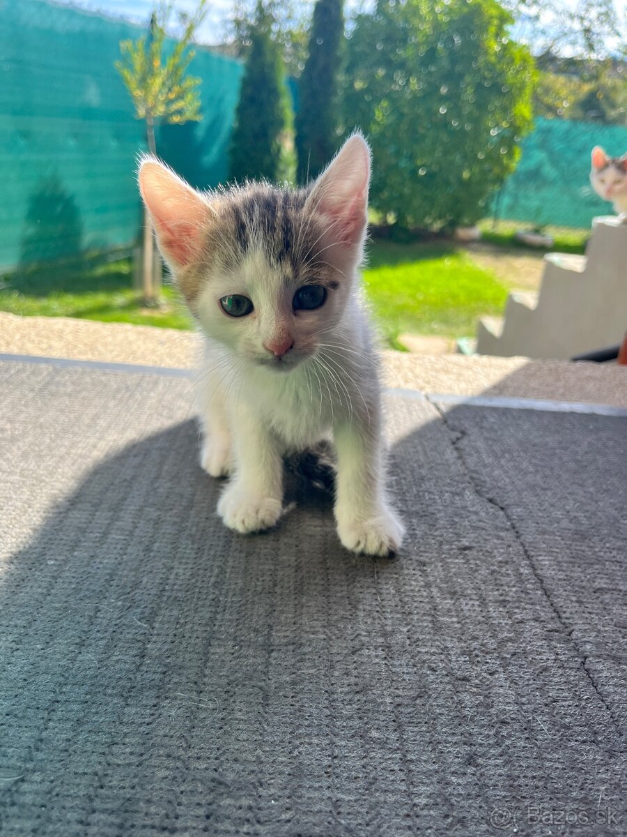 🐾 Darujem mačičky do dobrých rúk 🐾 - 2