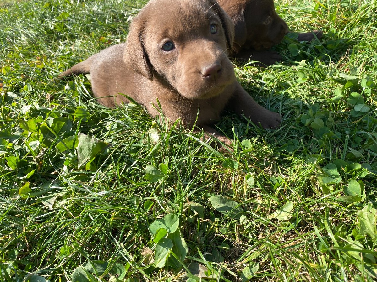 Labrador šteniatka - 2