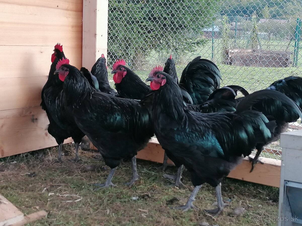 Australorpka čierna - kohút - 2