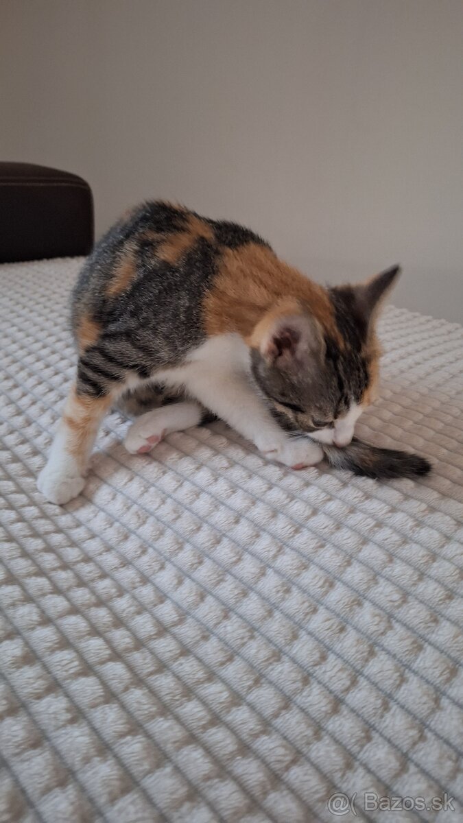 4-mesacne macicky do daru - 2