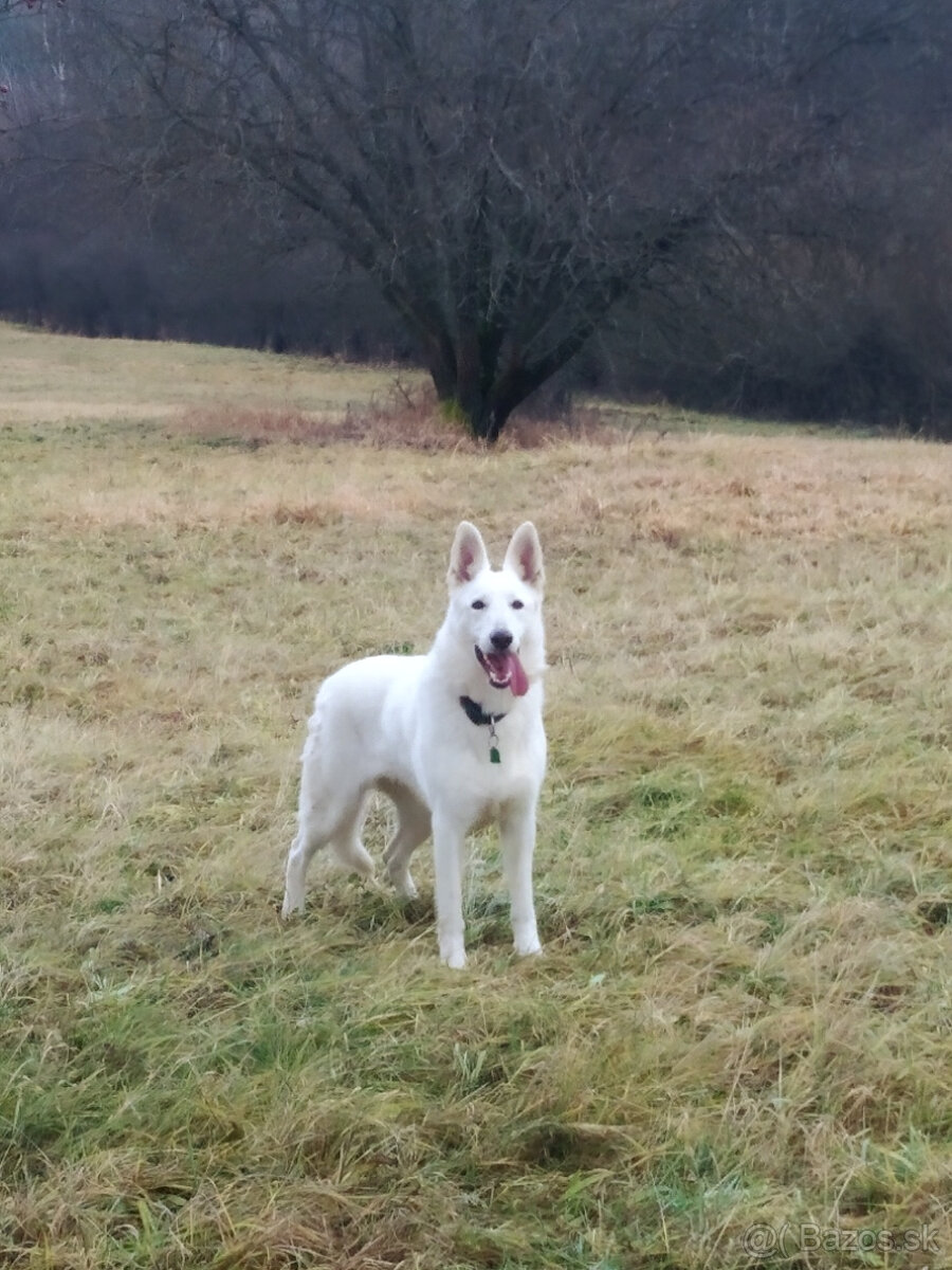 Biely švajčiarský ovčiak - 2