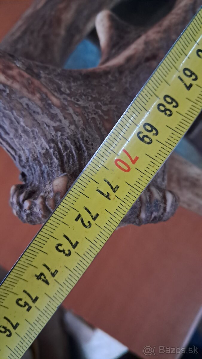 Predam jelenie zhody, parohy - 2