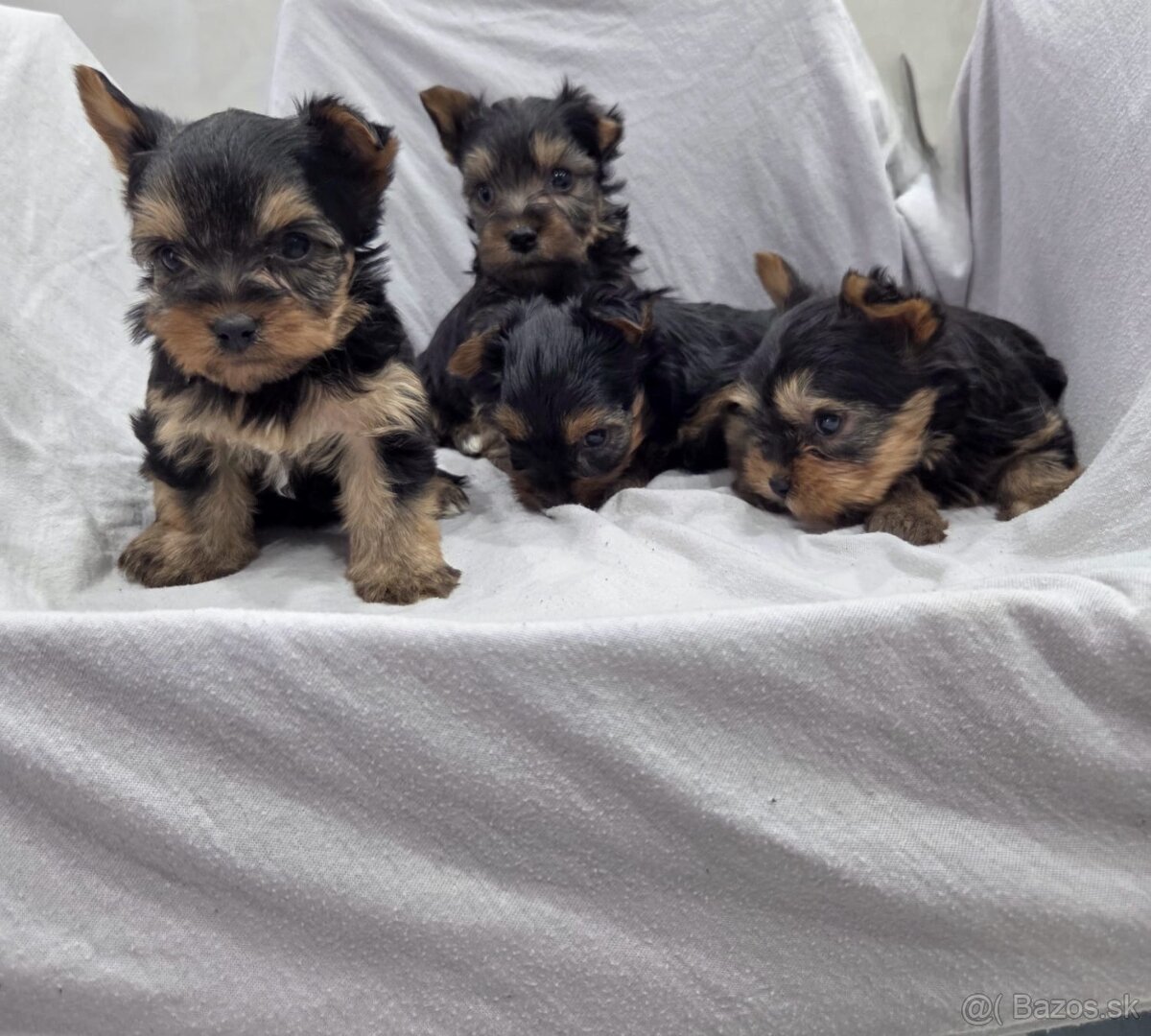 Yorkshirsky terier - 2