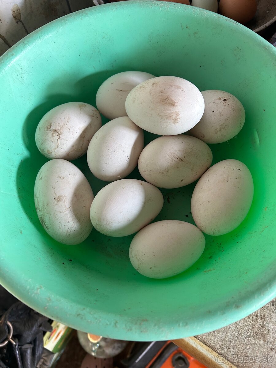 predám husacie vajcia na kraslice - 2